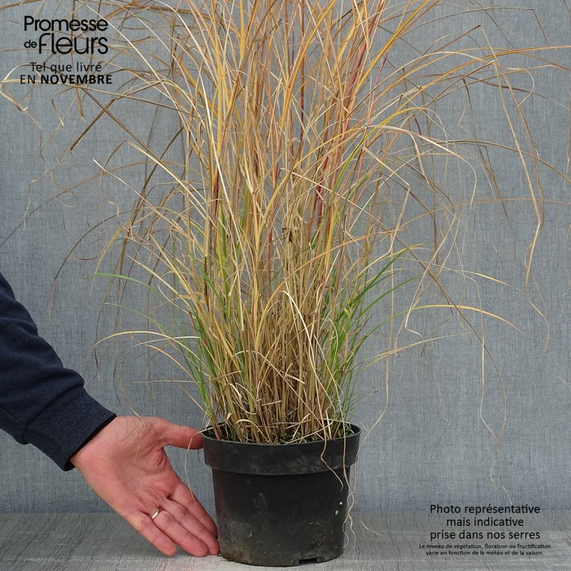 Spécimen de Miscanthus sinensis Kleine Silberspinne - pot de 4L/5L tel que livré en automne