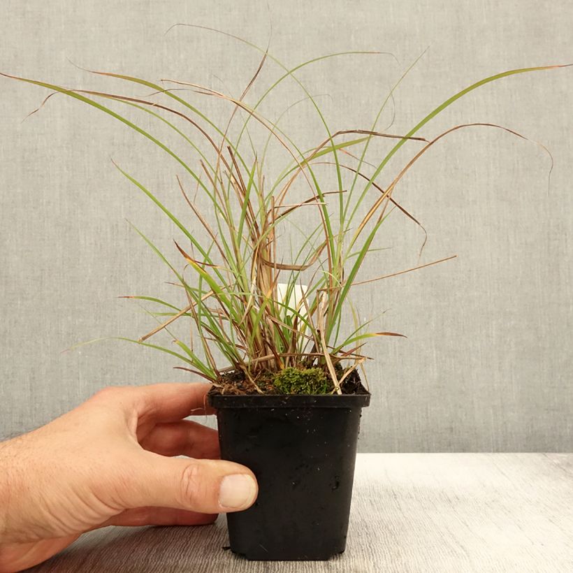 Spécimen de Miscanthus sinensis Krater - Eulalie, Roseau de Chine Godet de 9cm tel que livré en automne