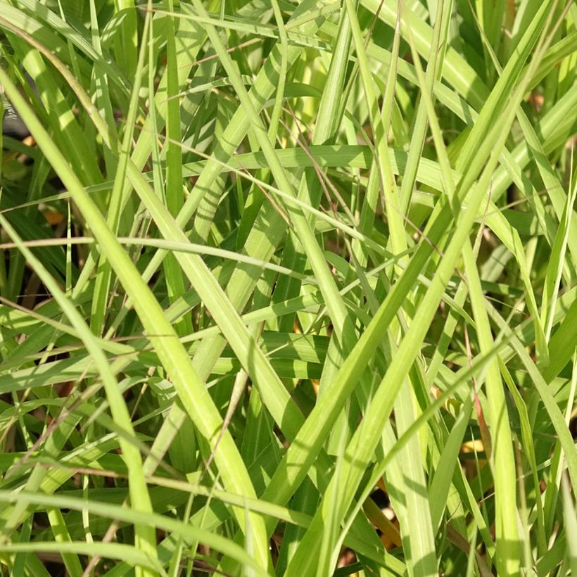 Miscanthus sinensis Krater - Eulalie, Roseau de Chine (Feuillage)