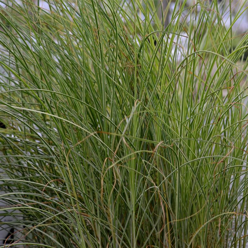 Miscanthus sinensis Morning Light - Eulalie, Roseau de Chine (Feuillage)