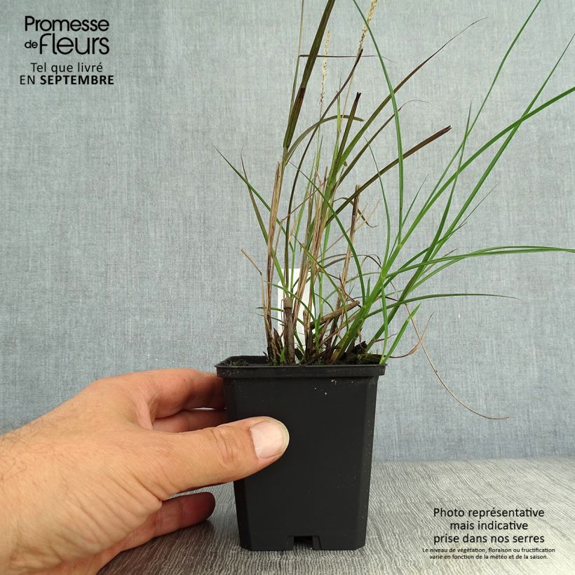 Spécimen de Miscanthus sinensis Yaku-Jima - Roseau de Chine en godet de 8 cm tel que livré en automne