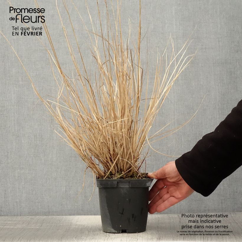 Spécimen de Miscanthus sinensis Yaku-Jima - Roseau de Chine en pot de 2/3 litres tel que livré en hiver