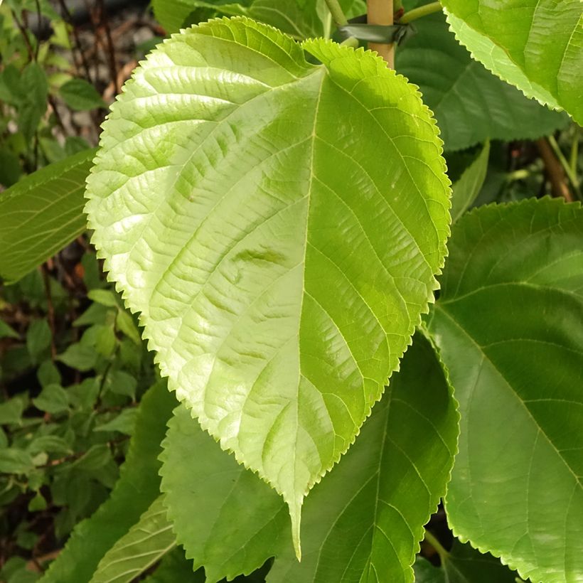 Morus alba Giant Fruit - Mûrier blanc (Feuillage)