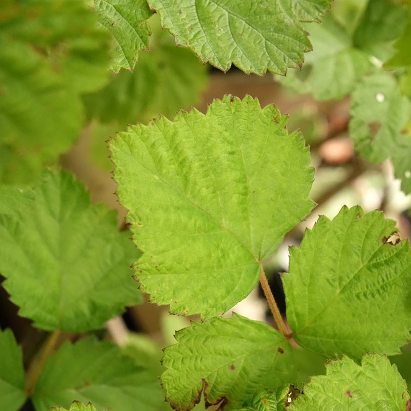 Mûre des jardins Dorman Red Bio (Feuillage)