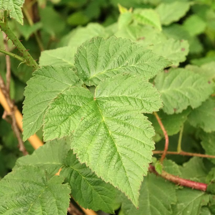 Mûre Medana Tayberry - Mûre-framboise (Feuillage)