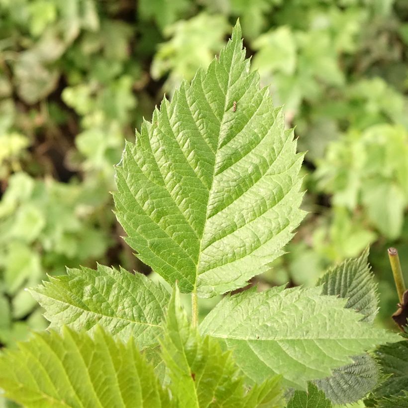 Mûre sans épines Loch Maree - Rubus fruticosus  (Feuillage)