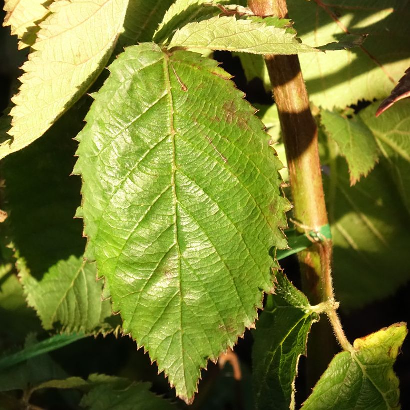 Mûre naine Lucky Berry - Rubus fruticosus (Feuillage)