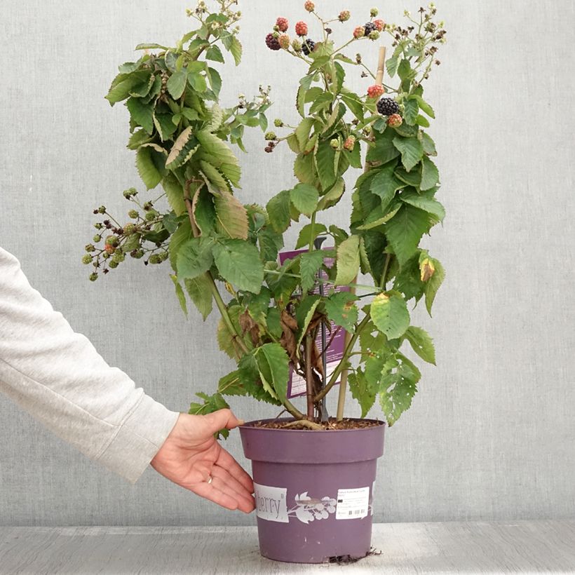 Spécimen de Mûre naine Lucky Berry - Rubus fruticosus - Pot de 4L/5L  tel que livré en automne