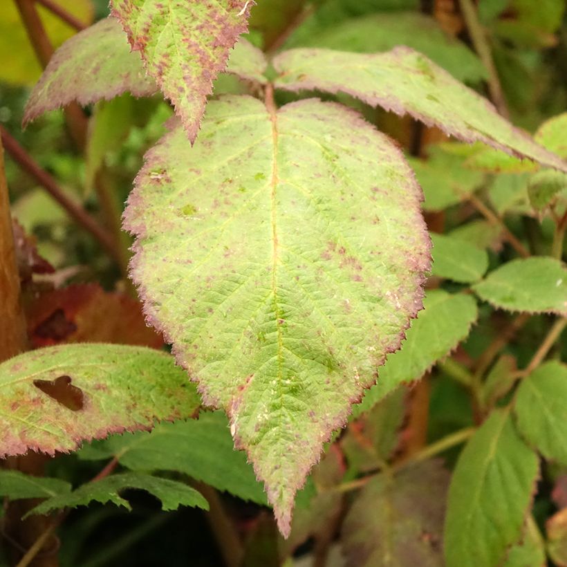 Mûre sans épines Thornfree - Rubus fruticosus (Feuillage)