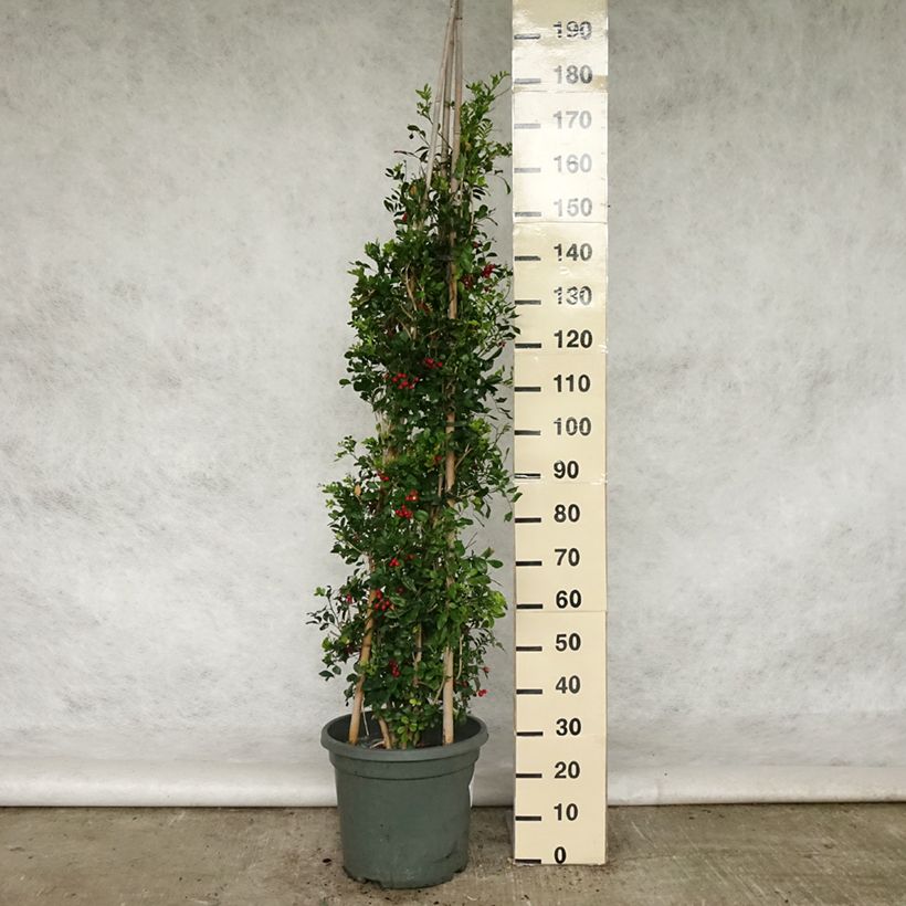 Spécimen de Murraya paniculata - Buis de Chine, Bois jasmin tel que livré au printemps