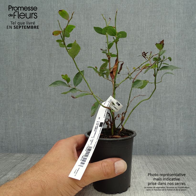 Spécimen de Myrtille d'Amérique - Vaccinium corymbosum Pionner tel que livré en automne