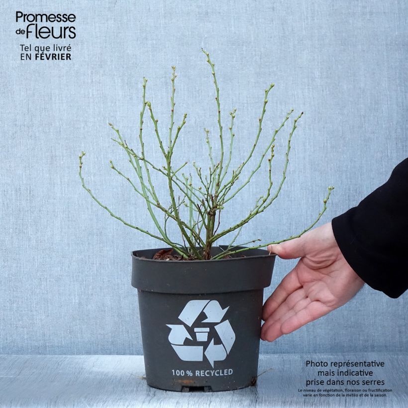 Spécimen de Myrtillier Blue Roma - Pot de 3L/4L tel que livré en hiver