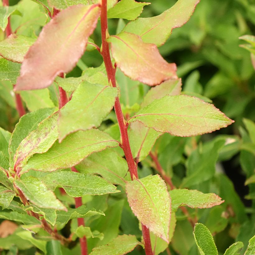 Myrtillier Goutte Bleue® (Blautropf) - Vaccinum cylindraceum (Feuillage)