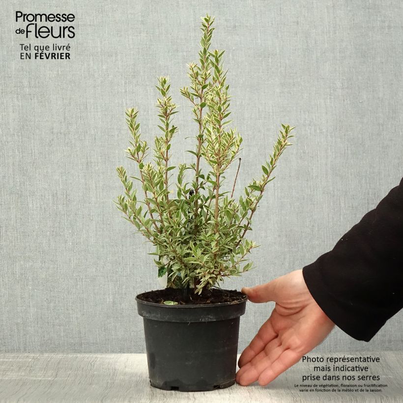 Spécimen de Myrtus communis Variegata - Myrte panaché Pot de 1,5L/2L tel que livré en hiver