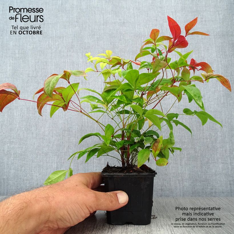 Spécimen de Nandina domestica Fire Power en godet de 9cm tel que livré en automne