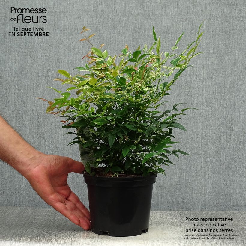 Spécimen de Nandina domestica Twilight - Bambou sacré pot de 2L/3L tel que livré en automne