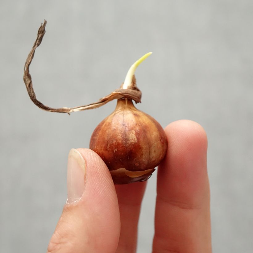 Spécimen de Narcisse bulbocodium Cantabricus (White) Bulbe tel que livré en automne