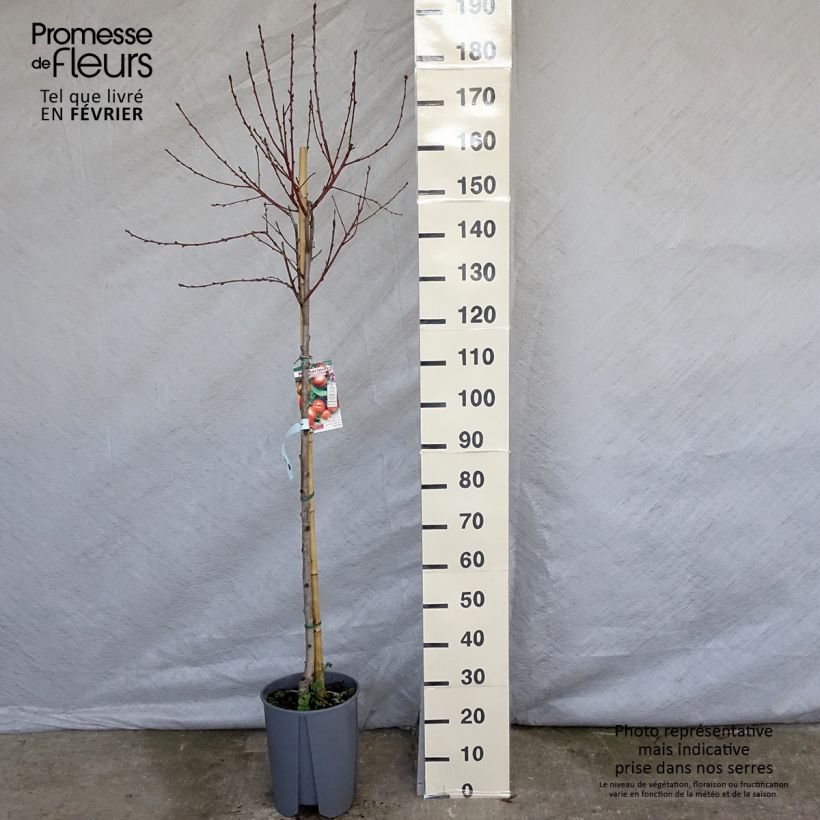 Spécimen de Nectarinier - Prunus persica nucipersica Plat Pot de 7,5L/10L tel que livré en hiver