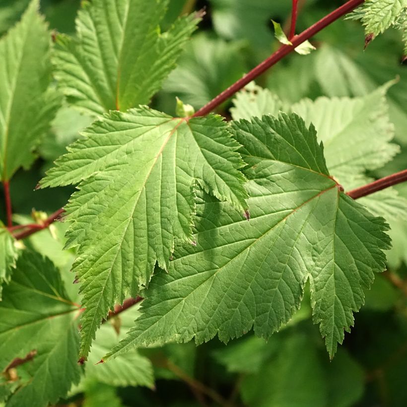 Neillia affinis (Feuillage)