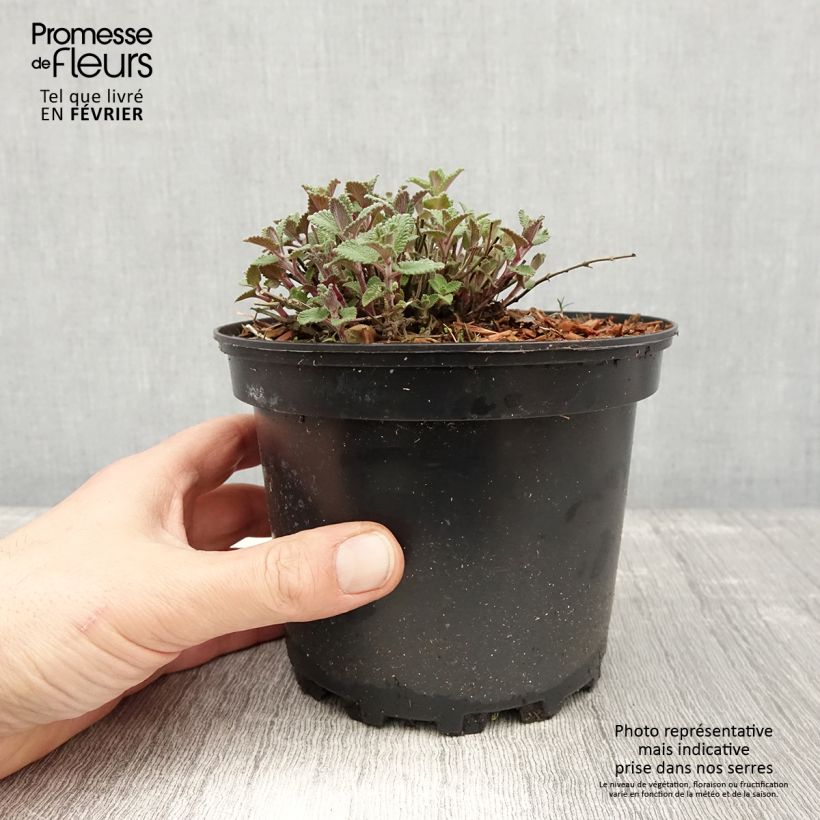 Spécimen de Nepeta faassenii - Népéta hybride Pot de 2L3L tel que livré en hiver