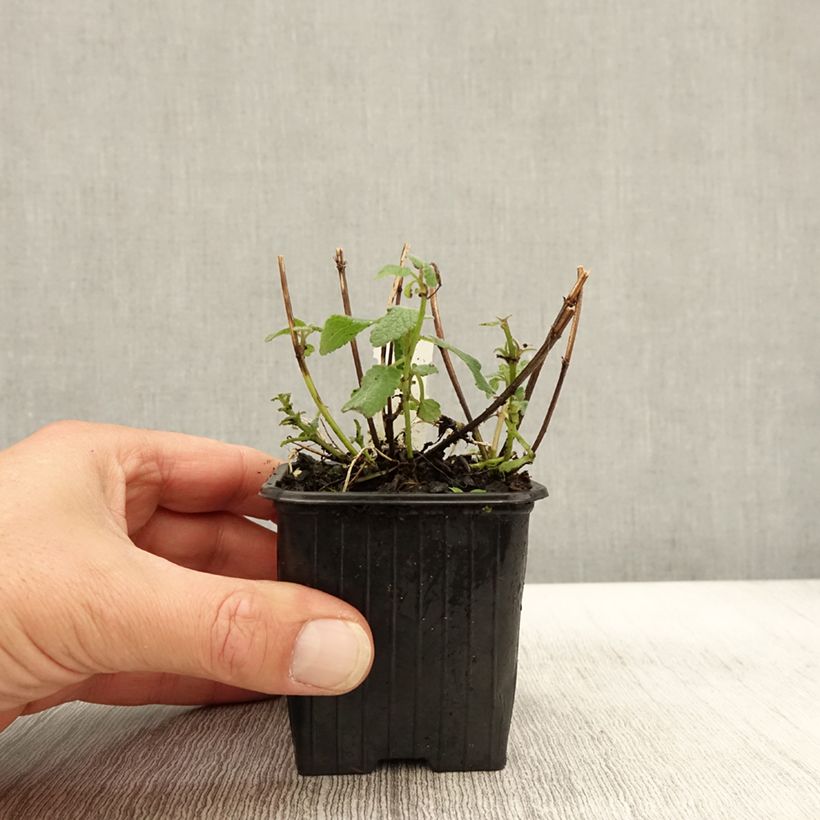 Spécimen de Nepeta grandiflora Bramdean Godet de 9cm tel que livré en automne