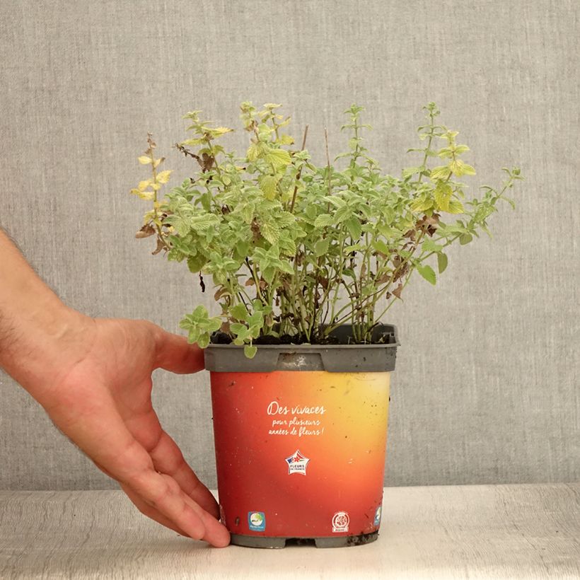 Spécimen de Nepeta racemosa Snowflake - Chataire à fleurs blanches - Pot de 2L/3L tel que livré en été