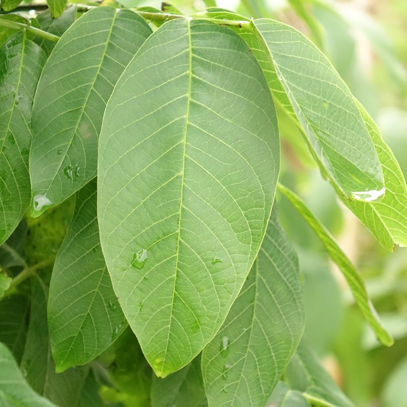 Noyer commun - Juglans regia Fernor (Feuillage)