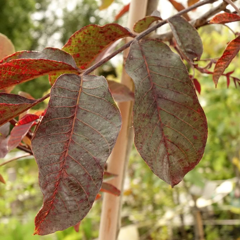 Noyer commun Purpurea - Juglans regia  (Feuillage)