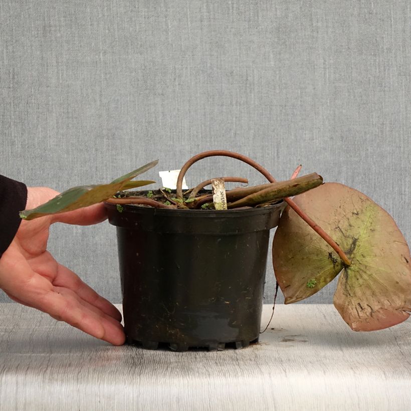 Spécimen de Nymphaea Amabilis - Nénuphar rustique - Pot de 1,5L/2L tel que livré au printemps