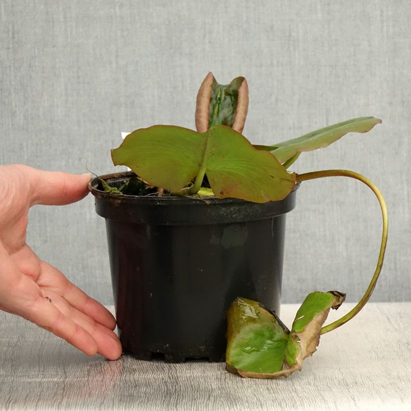 Spécimen de Nymphaea Escarboucle - Nénuphar rustique - Pot de 1,5L/2L tel que livré au printemps