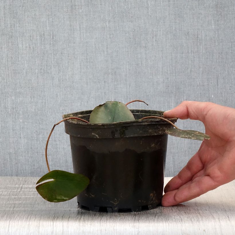 Spécimen de Nymphaea Froebelii - Nénuphar nain rustique - Pot de 1,5L/2L tel que livré au printemps