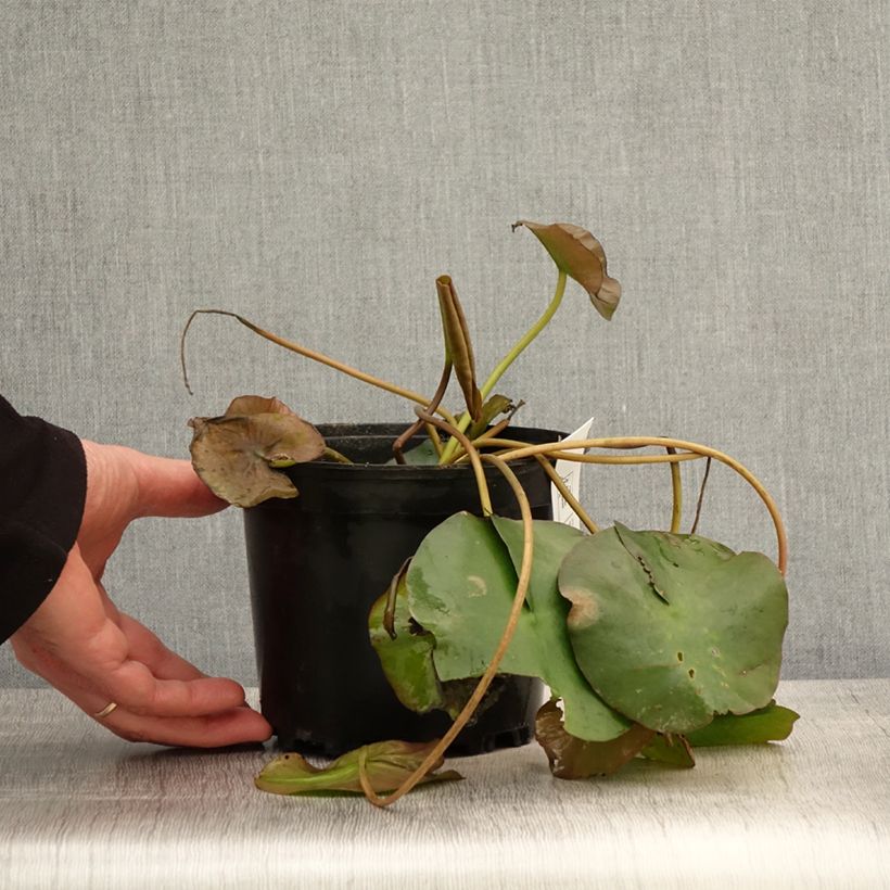 Spécimen de Nymphaea Marliacea Ignea - Nénuphar rustique - Pot de 1,5L/2L tel que livré au printemps