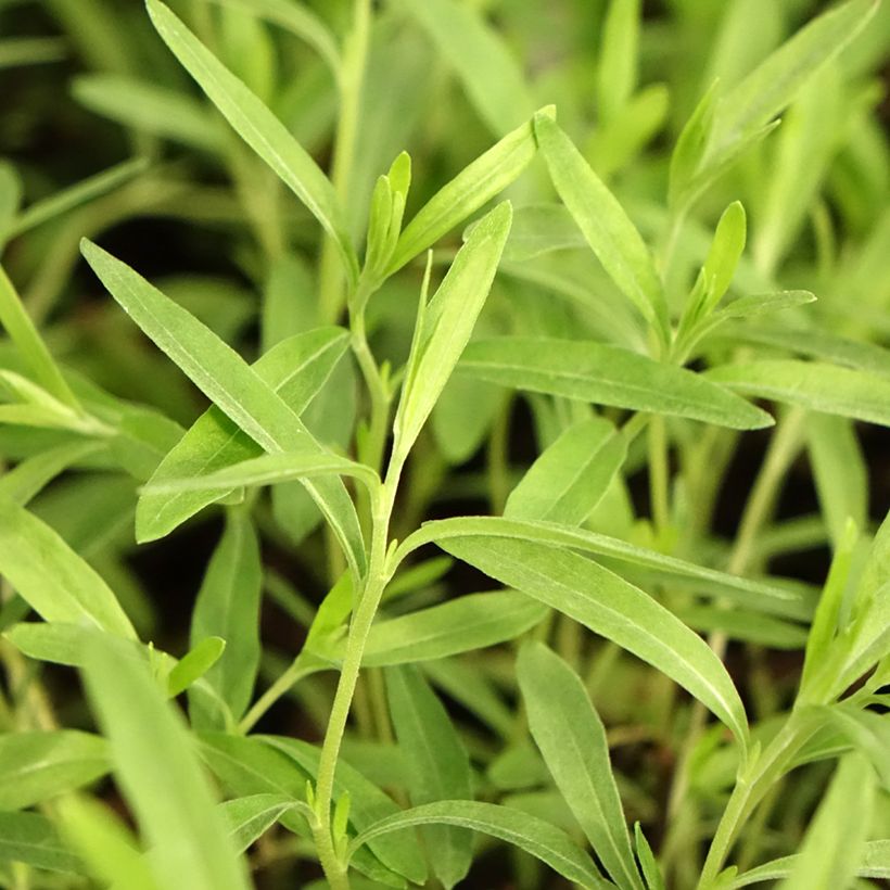 Oenothera African Sun - Onagre hybride  (Feuillage)