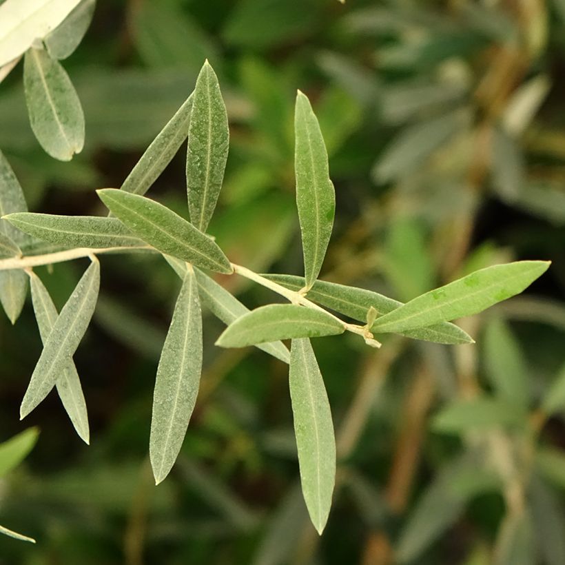 Olivier Lucques - Olea europaea (Feuillage)