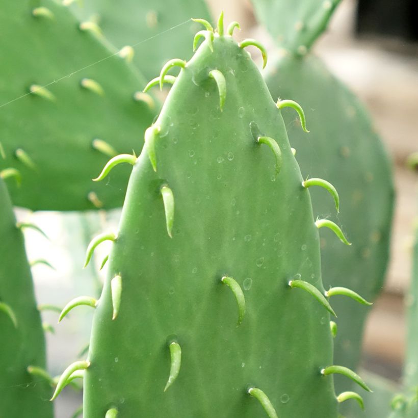 Opuntia cacanapa Ellisiana - Cactus raquette (Feuillage)