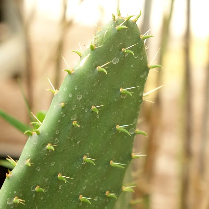 Opuntia engelmannii lindheimeri - Oponce (Feuillage)