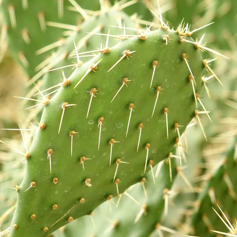 Opuntia howeyi - Cactus raquette (Feuillage)