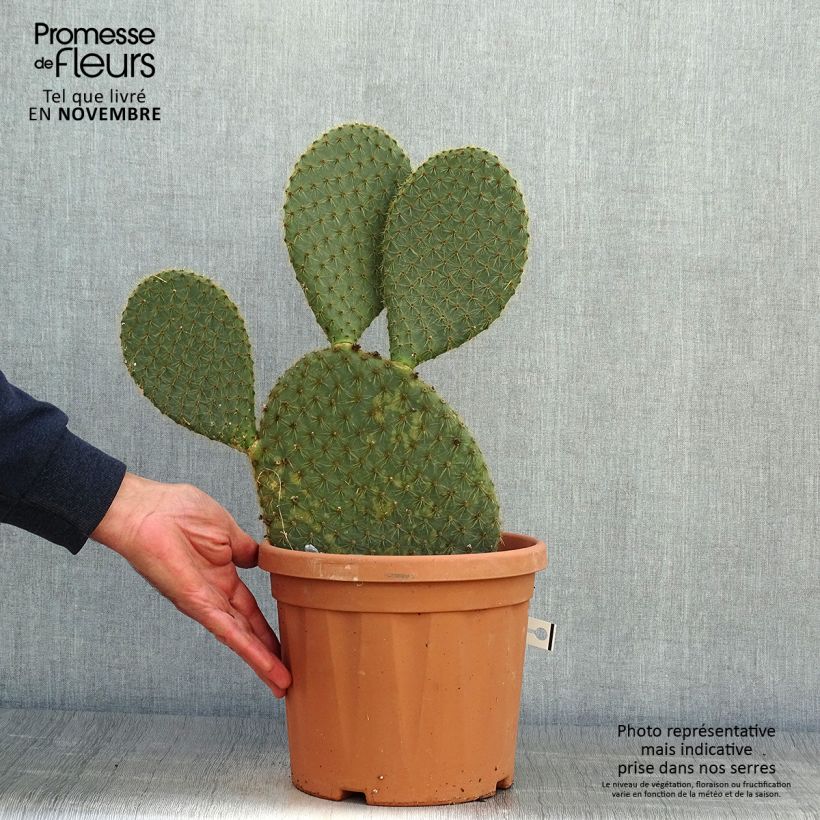 Spécimen de Opuntia scheeri - Cactus raquette tel que livré en automne