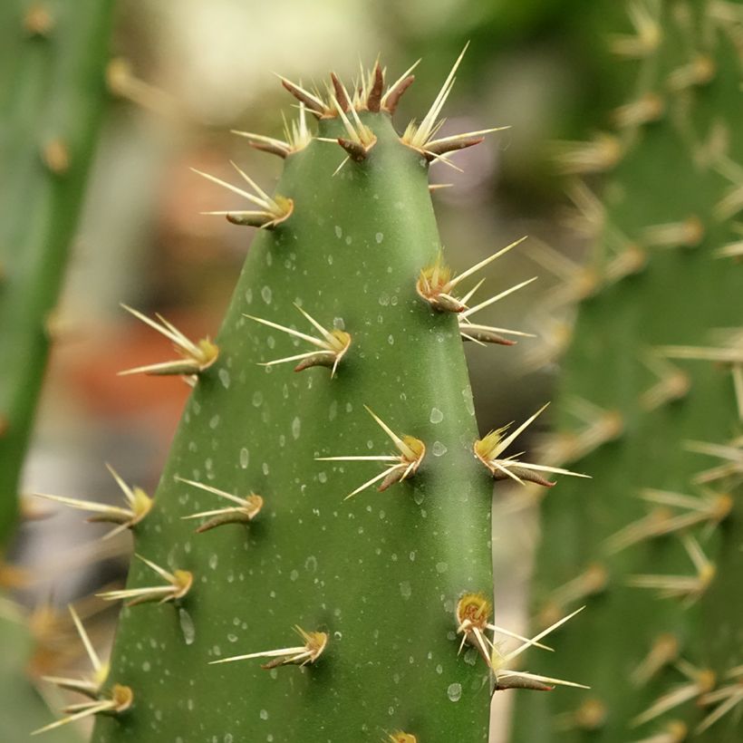 Opuntia semispinosa - Cactus raquette (Feuillage)