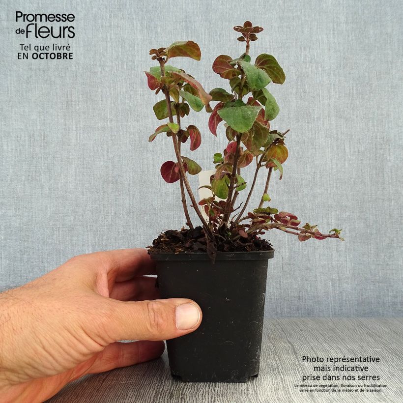 Spécimen de Origanum hybride Rosenkuppel, Origan, Marjolaine Godet de 9cm tel que livré en automne