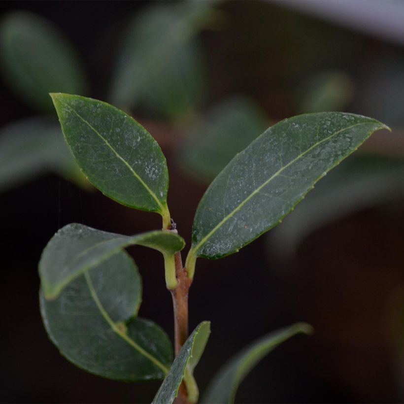 Osmanthus burkwoodii (Feuillage)