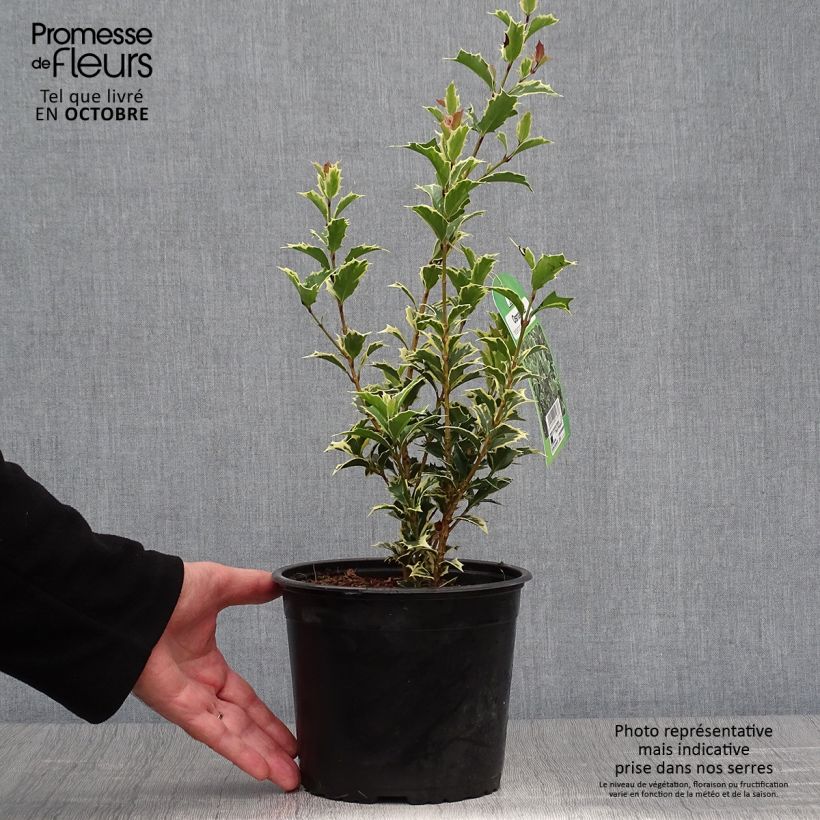 Spécimen de Osmanthus heterophyllus Variegatus - Osmanthe panaché en pot de 3L/4L tel que livré en automne