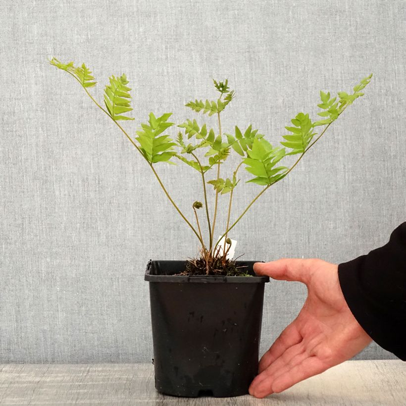 Spécimen de Osmunda regalis - Osmonde royale, fougère Pot de 2L tel que livré au printemps