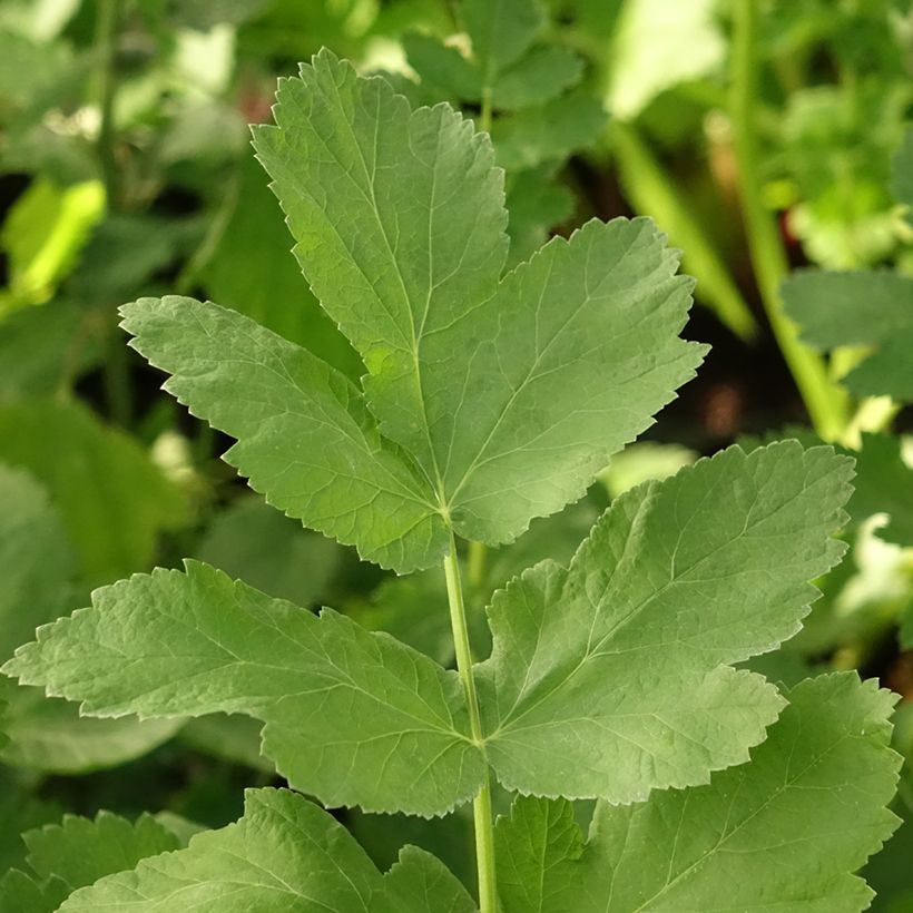 Panais cultivé ou sauvage - Pastinaca sativa subsp. sativa (Feuillage)