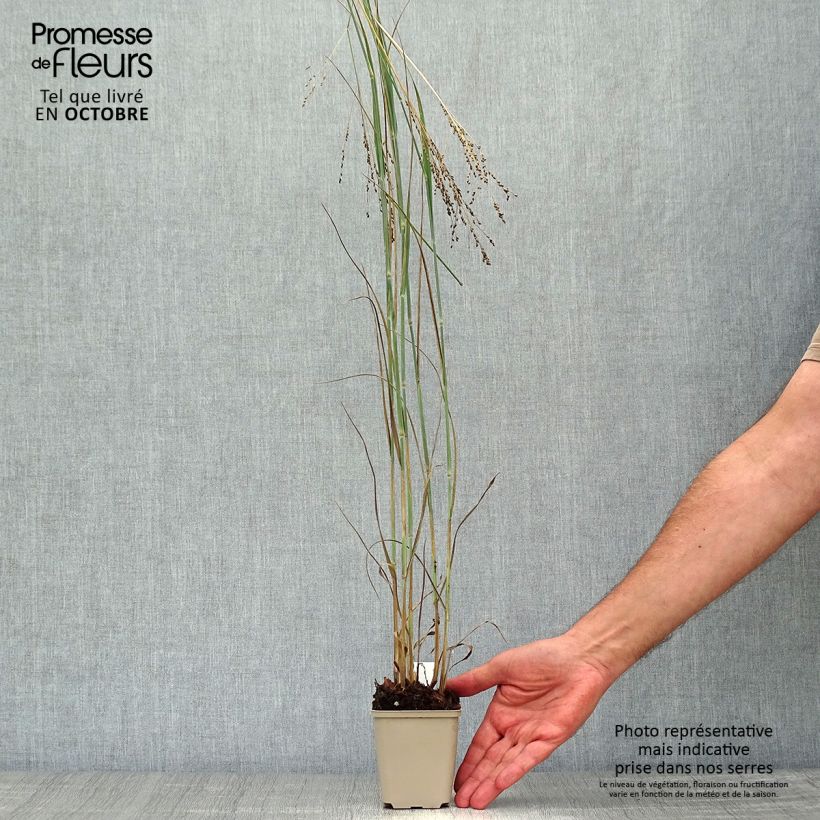 Spécimen de Panic érigé - Panicum virgatum Blue Darkness Godet de 9cm tel que livré en automne