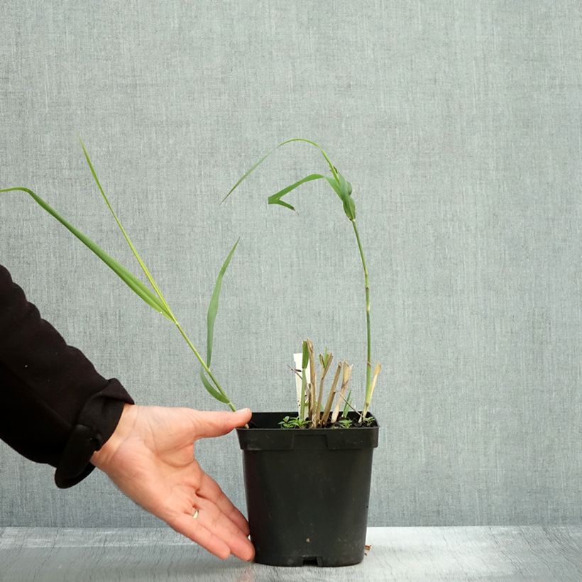 Spécimen de Panic érigé - Panicum virgatum Dallas Blues en pot de 2/3 litres tel que livré en automne