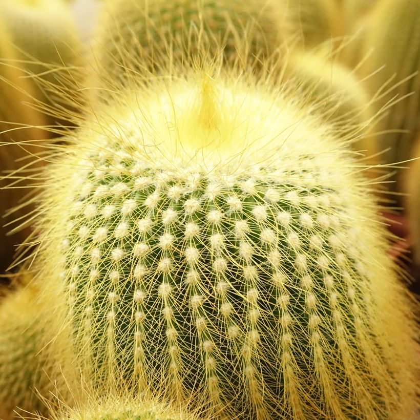 Parodia leninghausii - Notocactus leninghausii (Feuillage)