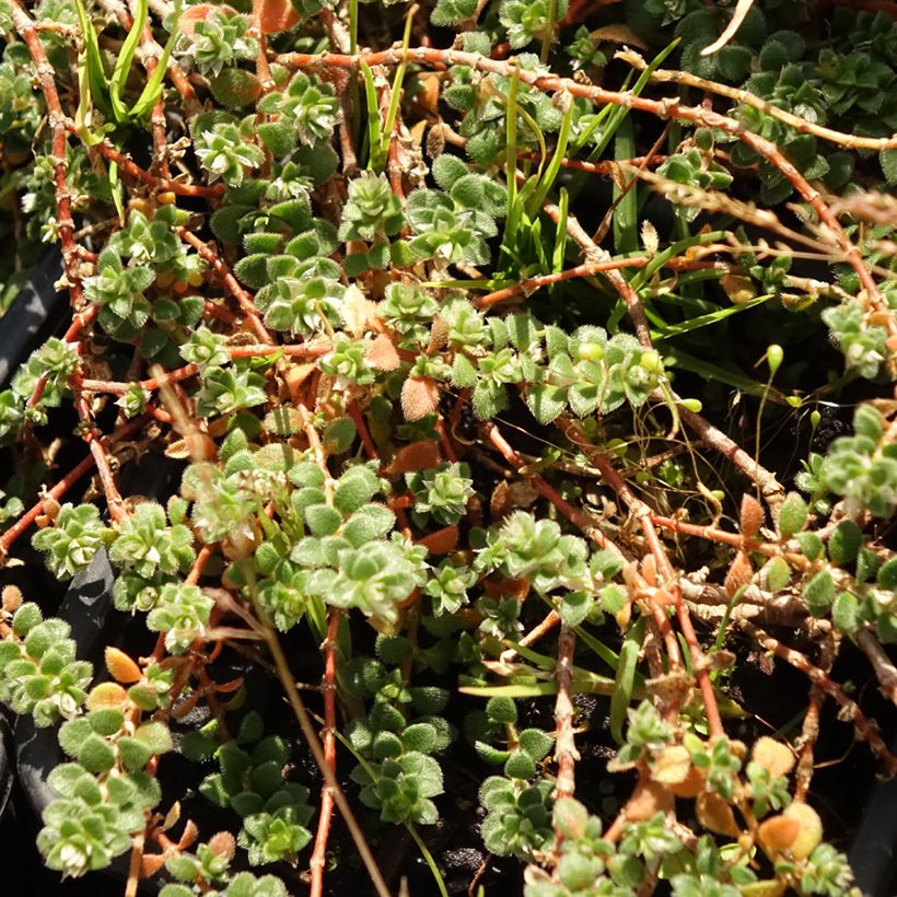 Paronychia kapela ssp. serpyllifolia - Paronyque à feuilles de serpolet (Feuillage)