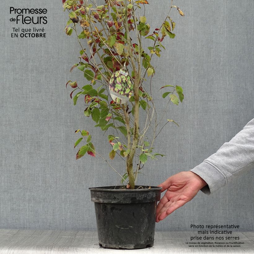 Spécimen de Parrotia persica Persian Spire - Arbre de fer Pot de 3L/4L tel que livré en automne