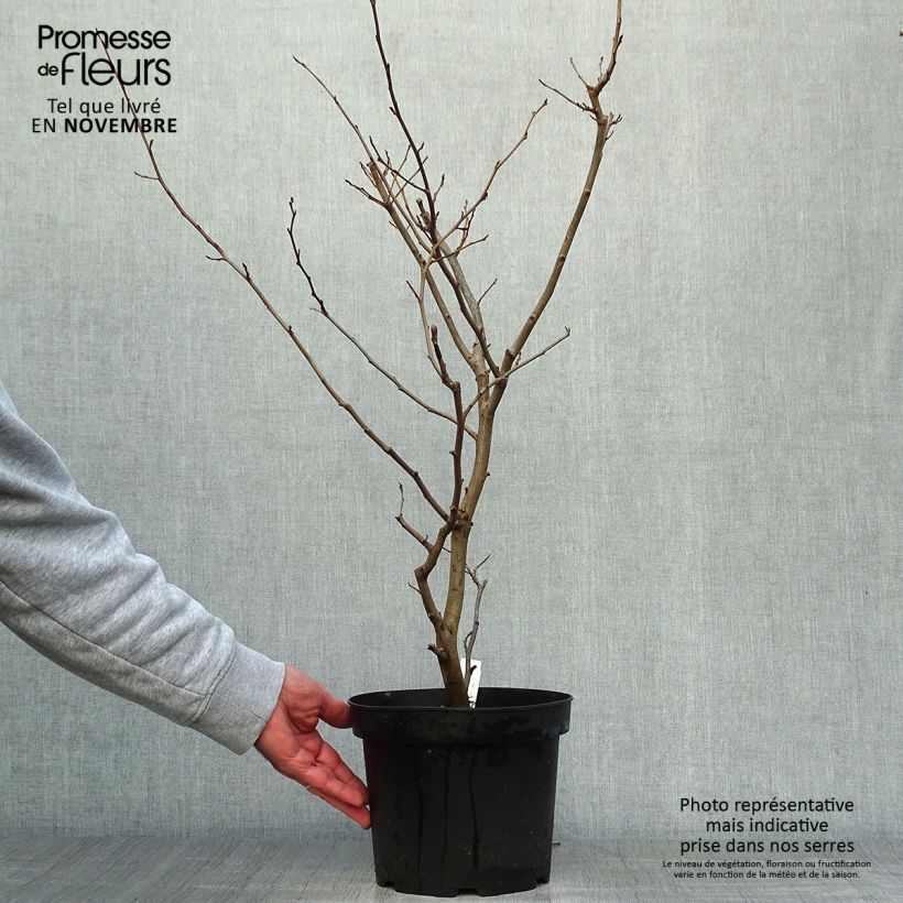Spécimen de Parrotia persica Vanessa - Arbre de fer tel que livré en automne